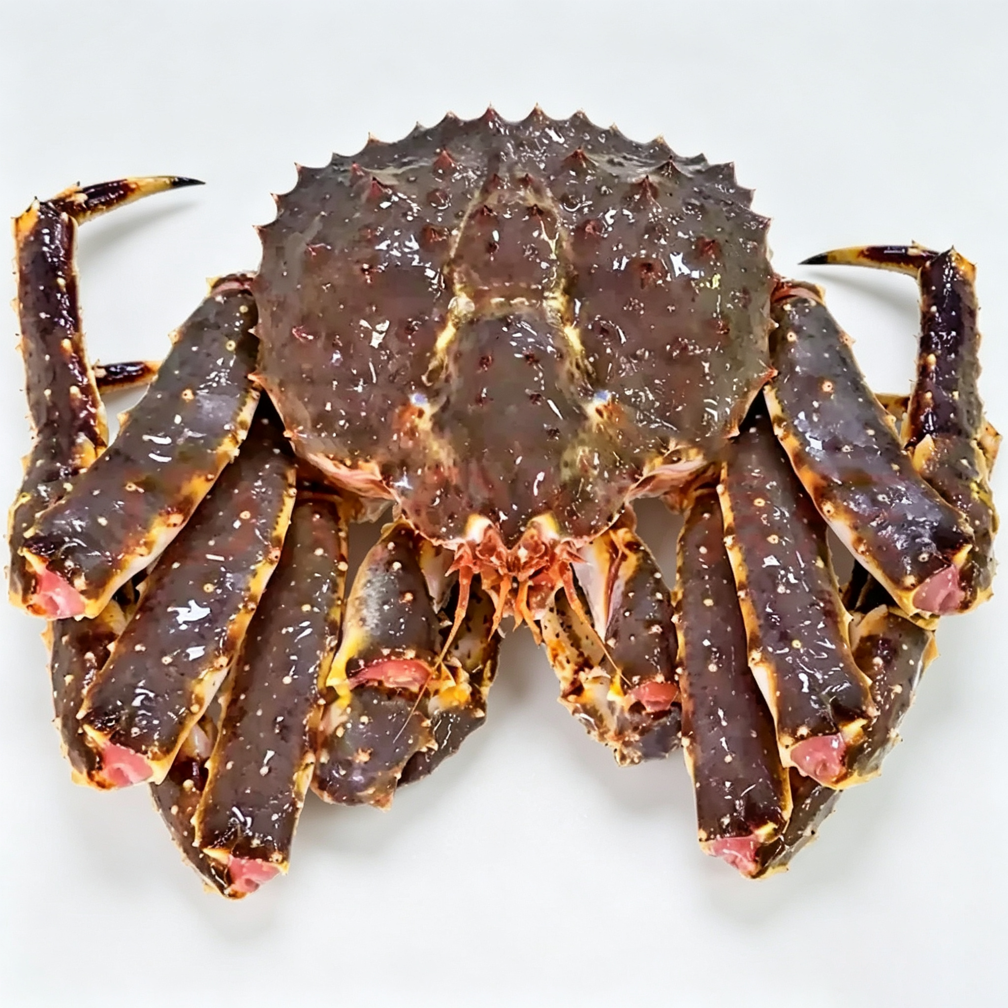 Live Giant King Crab